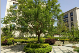 大連國際商務(wù)城A區(qū)景觀綠化工程